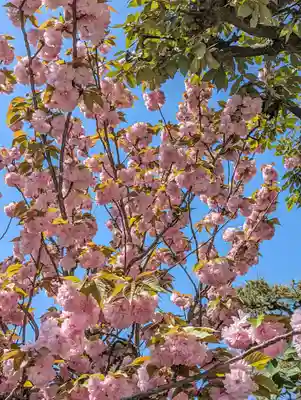 西院春日神社(京都府)