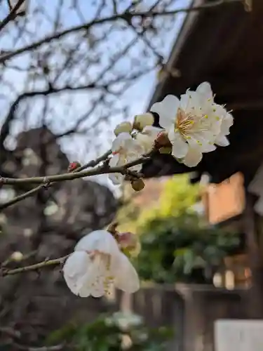 高円寺天祖神社(東京都)