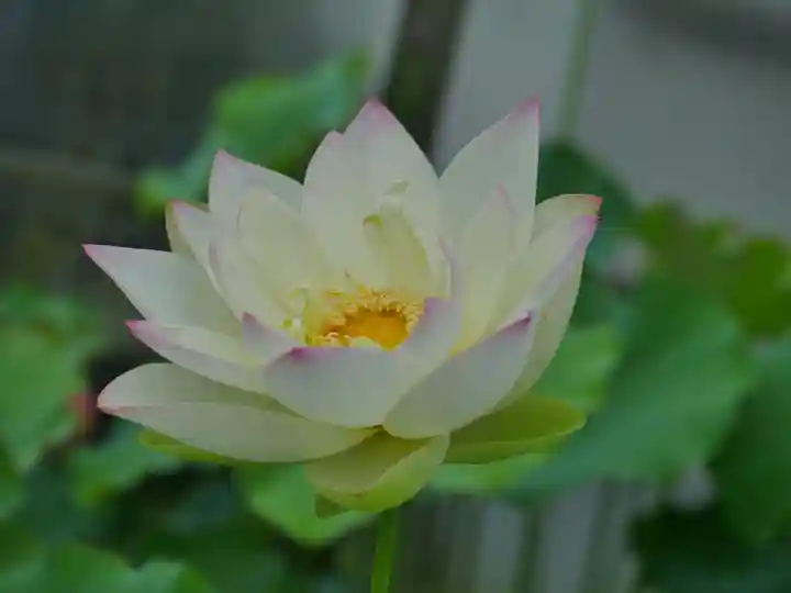 極楽山 浄土寺(北海道)