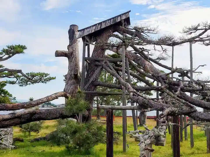 唐崎神社の自然