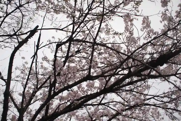 正ノ木稲荷 稲積神社の自然