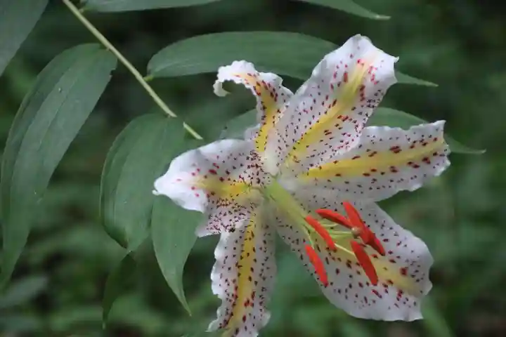鹿島大神宮の自然