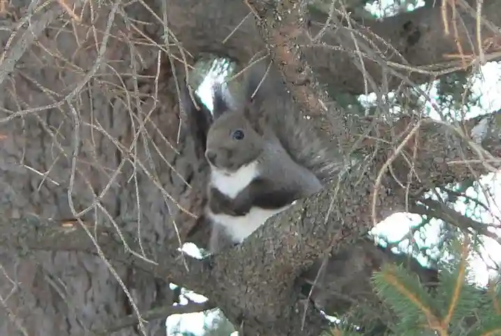 留辺蘂神社の動物