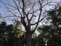 宇治上神社の自然