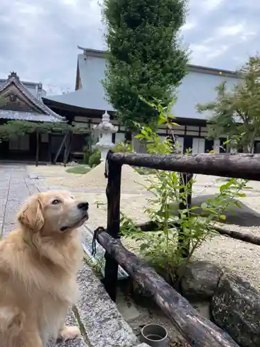 月山寺の動物