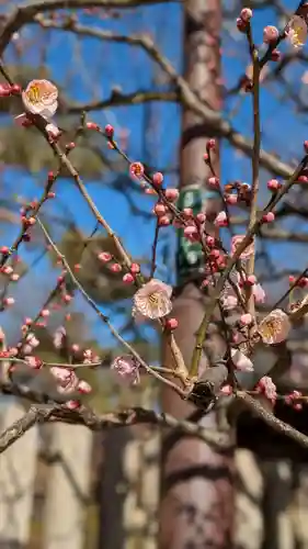 武蔵一宮氷川神社(埼玉県)