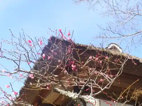 海蔵寺の庭園