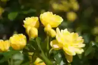 三輪神社の自然