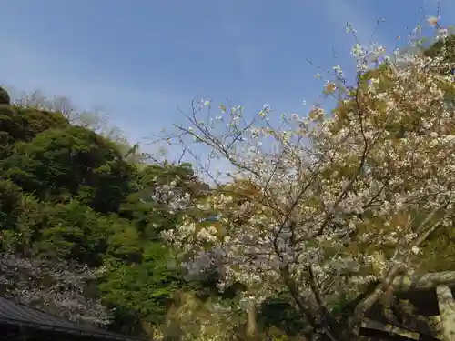 銭洗弁財天宇賀福神社の自然
