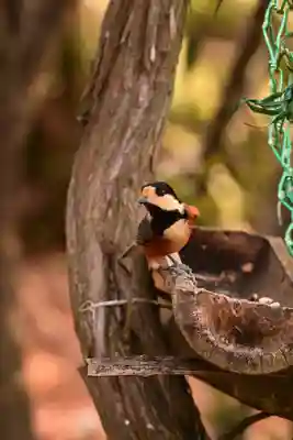 峯神社(大麻比古神社奥宮)(徳島県)