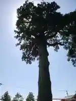 吉住熊野神社の自然