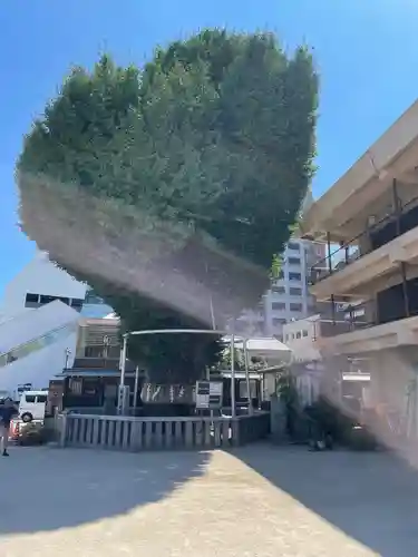 櫛田神社の自然
