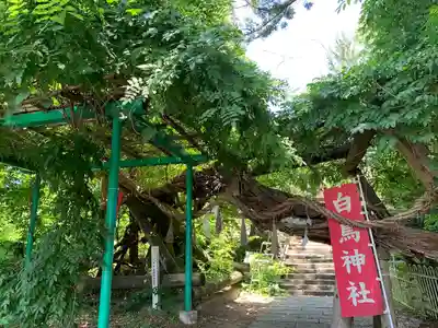 白鳥神社(宮城県)