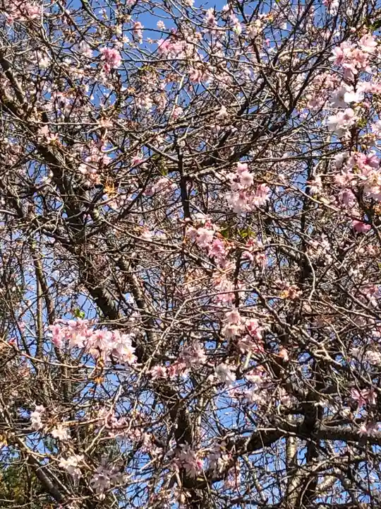 櫻木神社の自然