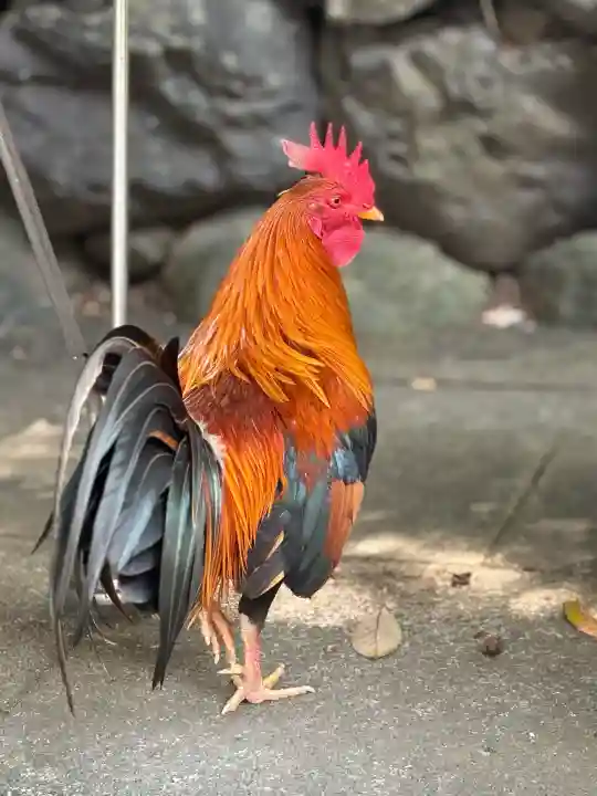 熱田神宮(愛知県)