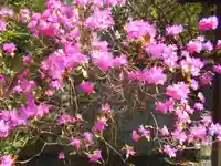 安國論寺(安国論寺)の自然