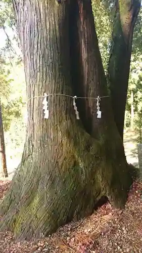 菅東山出世稲荷神社の自然