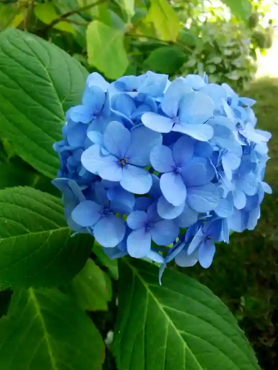 西野神社の自然