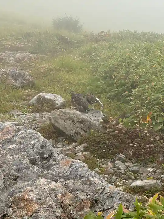 雄山神社峰本社の動物