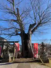 三ツ木神社(埼玉県)