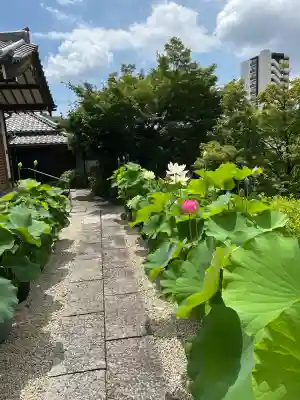 桜誓願寺(愛知県)