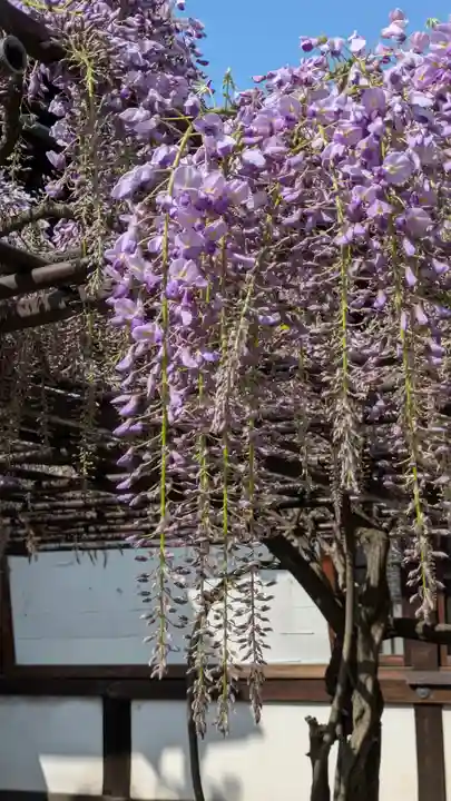 六孫王神社(京都府)