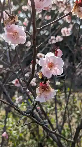 隨心院（随心院）(京都府)