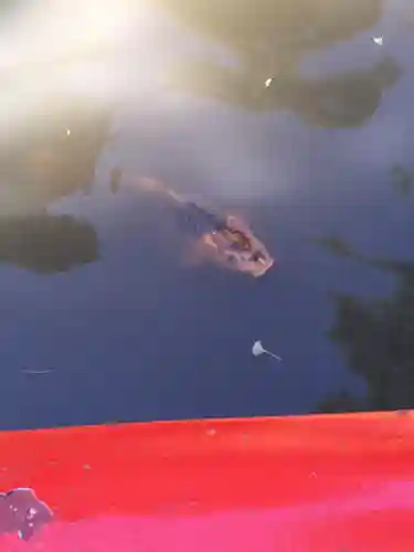 高幡不動尊　金剛寺の動物