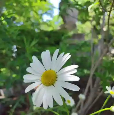厚別神社(北海道)