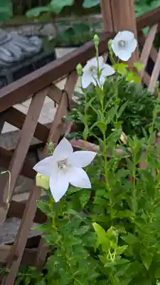 行願寺（革堂）(京都府)