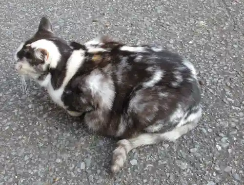 唐澤山神社の動物