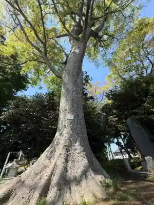 酒門神社(茨城県)