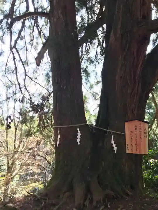 大山阿夫利神社本社の自然