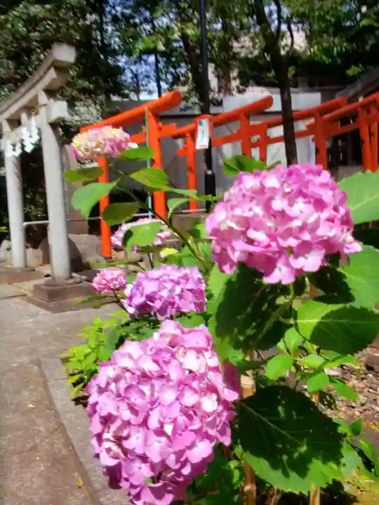 鳩森八幡神社の自然