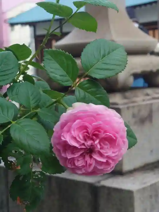 諏訪神社(神奈川県)
