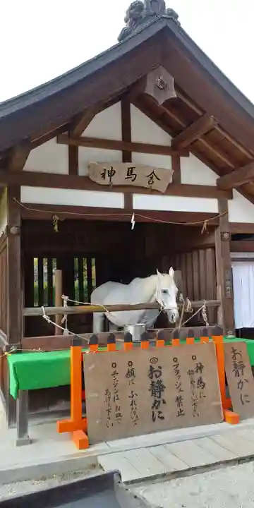 賀茂別雷神社(上賀茂神社)の動物
