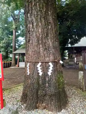 野々宮神社(埼玉県)