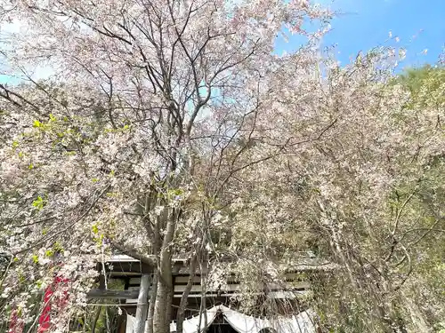 北赤井神社の自然
