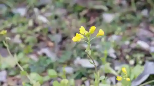 平野神社(京都府)