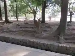 春日大社の動物