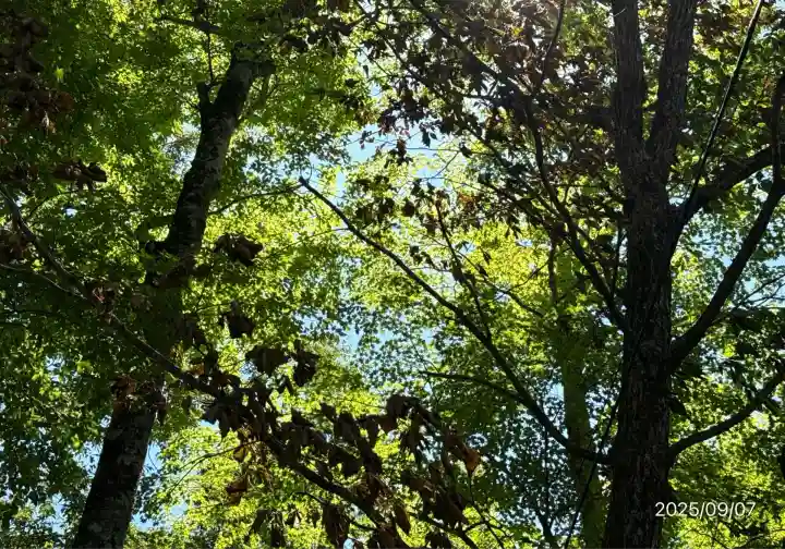 山中諏訪神社(山梨県)