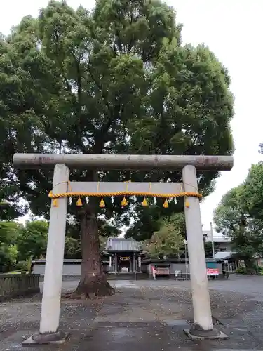 日吉浅間神社の鳥居