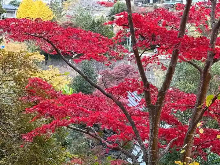 秩父御嶽神社(埼玉県)