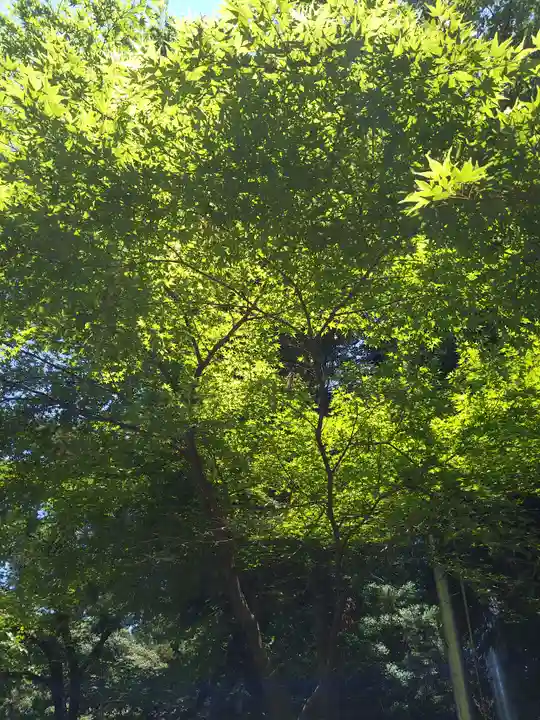 阿蘇神社の自然