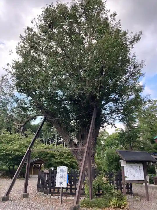 天宮神社の自然