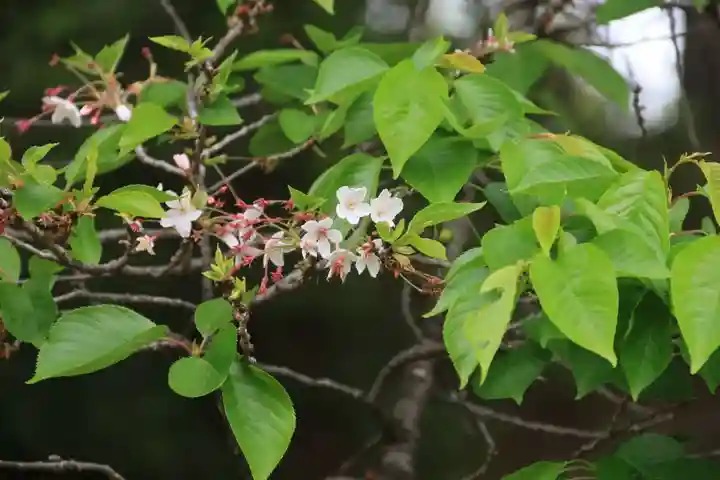 田村神社の自然