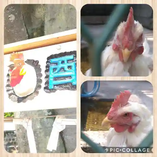 阿智神社の動物