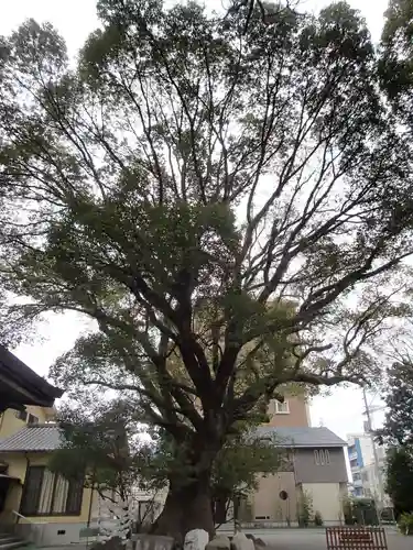 伊河麻神社の自然