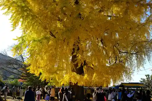 丹生酒殿神社の自然