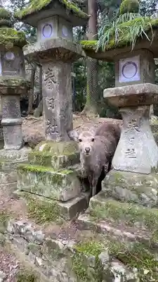 春日大社(奈良県)